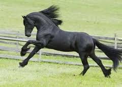 images (1)