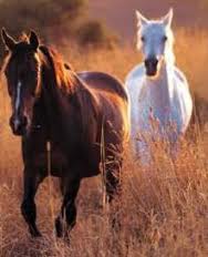 images (15)